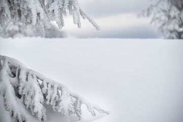 incredibly beautiful fabulous spruce branch in white frost and snow-covered magical forest in the background out of focus. free space.