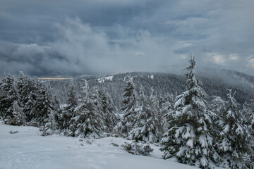 Incredibly beautiful winter landscape with snow-covered fir forest in the mountains. Fabulous firs in white frost.