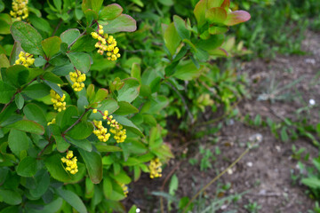 barberis plants with green leaves and a few small yellow flowers 