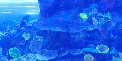 Obraz premium aquarium shark in blue water