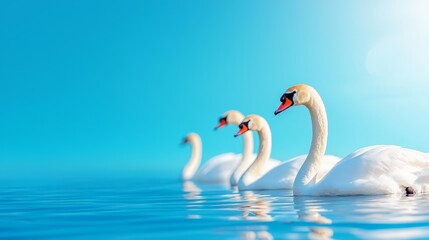 Fototapeta premium three white swans swimming in the water with their beaks open, creating a peaceful and serene atmosphere The swans are gliding gracefully through the water, their