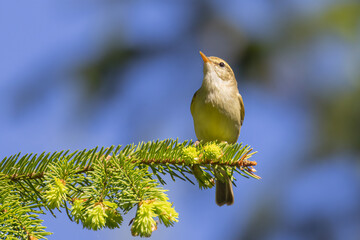 Greenish Warbler