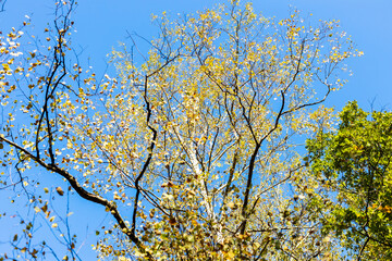 yellow leaves on tree branches and blue sky