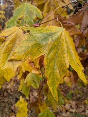 autumn leaves