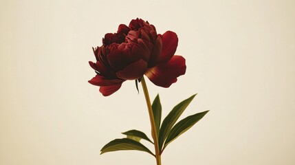 Obraz premium A lone rich burgundy peony isolated against a light beige background, close-up shot, Minimalist style
