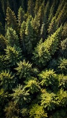Fototapeta premium Aerial view of a thick forest balancing nature and development.