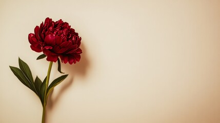 Fototapeta premium A lone rich cherry peony isolated against a light beige background, close-up shot, Minimalist style