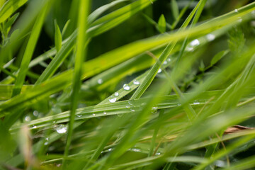 Close-up of dew drops: delicate beauty of nature