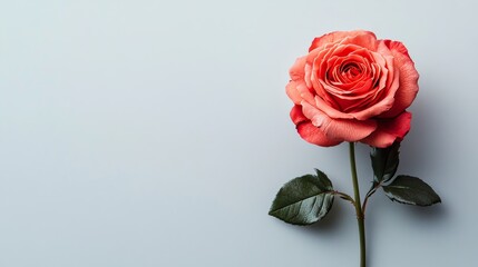 Fototapeta premium A lone rich coral rose isolated against a light grey background, close-up shot, Minimalist style