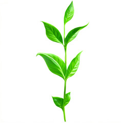 Fototapeta premium green plant isolated on white background