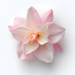 Fototapeta premium Blush Pink and Soft Yellow Fuchsia in Bloom