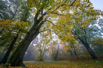 Fototapeta premium Late Autumn vibes in the park