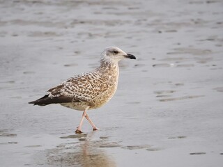 Möwe (Larinae) an der Nordsee