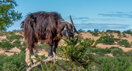 Goat in the trees in the Essaouira region of Morocco