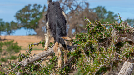 Goat in the trees in the Essaouira region of Morocco