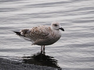 Möwe (Larinae) an der Nordsee