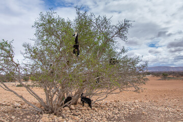 Goat in the trees in the Essaouira region of Morocco