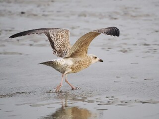Möwe (Larinae) im Flug an der Nordsee