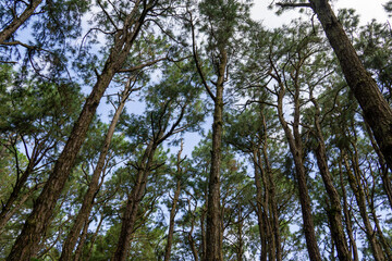 Obraz premium Low angle view of tall trees against the sky at Sophie's nature park, Mauritius