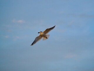 Möwe (Larinae) im Flug an der Nordsee