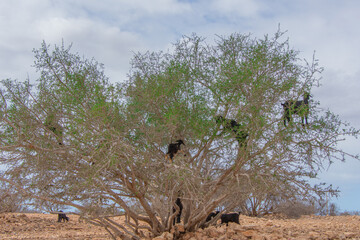 Goat in the trees in the Essaouira region of Morocco