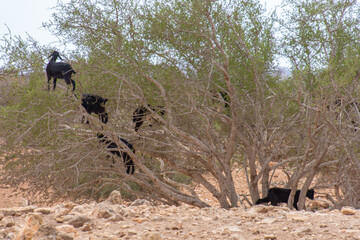 Goat in the trees in the Essaouira region of Morocco