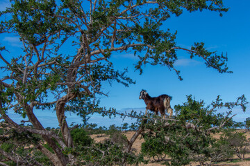 Goat in the trees in the Essaouira region of Morocco