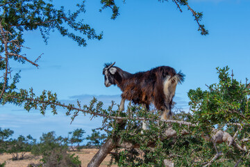 Goat in the trees in the Essaouira region of Morocco