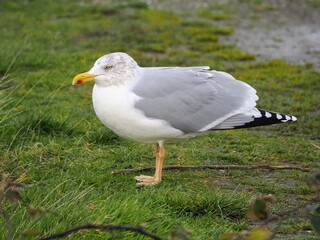 Möwe (Larinae) an der Nordsee