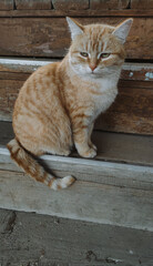 beautiful ginger cat sitting on the wooden stairs in the garden