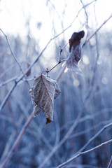 
winter forest, trees in snow and frost