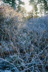 
winter forest, trees in snow and frost