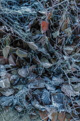 
winter forest, trees in snow and frost