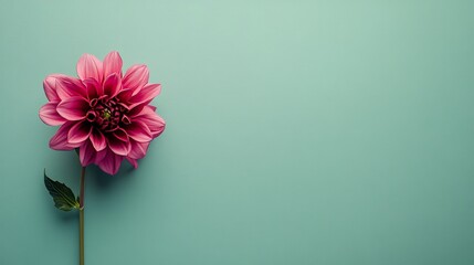 A lone vibrant magenta dahlia isolated against a muted sage green background, close-up shot, Minimalist style