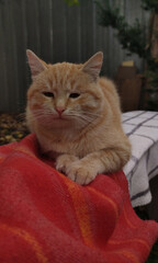 funny ginger cat playing in the garden on the bench whith red and white blancket