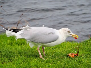 Möwe (Larinae) frisst eine Krabbe an der Nordsee