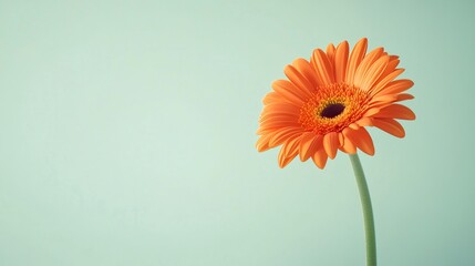 A lone vibrant orange gerbera daisy isolated against a light sage green background, close-up shot, Minimalist style