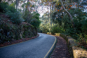 Road in Sintra-Portugal