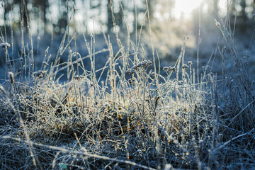 
winter forest, trees in snow and frost