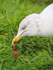 Möwe (Larinae) an der Nordsee