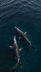 Obraz premium Aerial view of humpback whale and calf sleeping in the ocean.