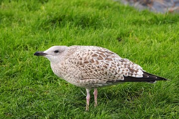 Möwe (Larinae) an der Nordsee