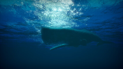 Sperm whale swims underwater