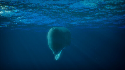 Sperm whale swims underwater