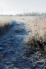 
winter forest, trees in snow and frost