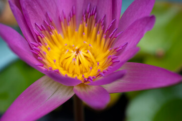 Close-up of the beautiful pink lotus Pollen flower in blooming
