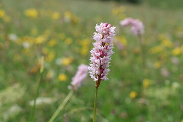 Bistorta officinalis (common bistort, Wiesen-Knöterich) on an alpine meadow - Cycling the transalpine route Via Claudia Augusta