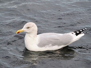 Möwe (Larinae) an der Nordsee