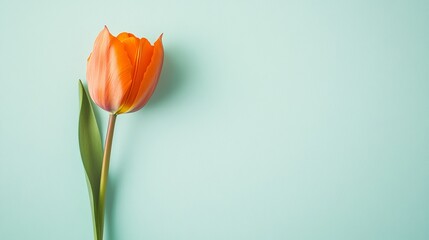 Obraz premium A lone vibrant tangerine tulip isolated against a light mint background, close-up shot, Minimalist style