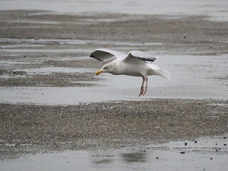 Möwe (Larinae) im Flug an der Nordsee